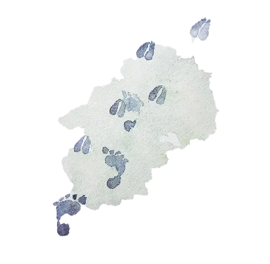 Aquarelle représentant des traces de lièvre dans la neige.