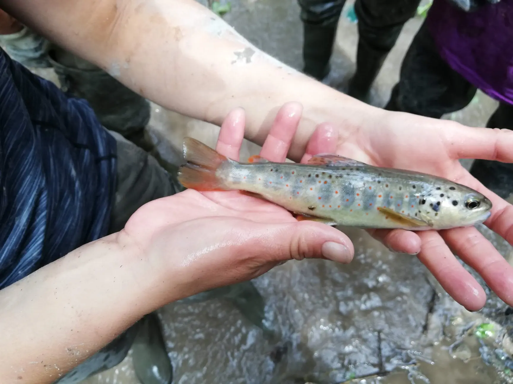 poisson