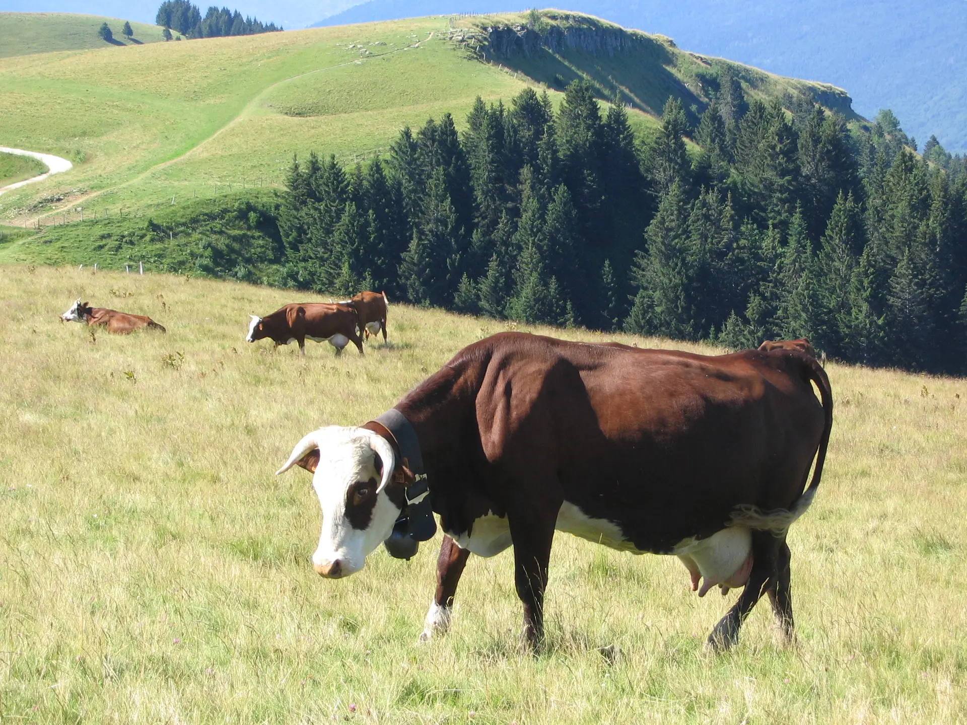 L’alpage en harmonie