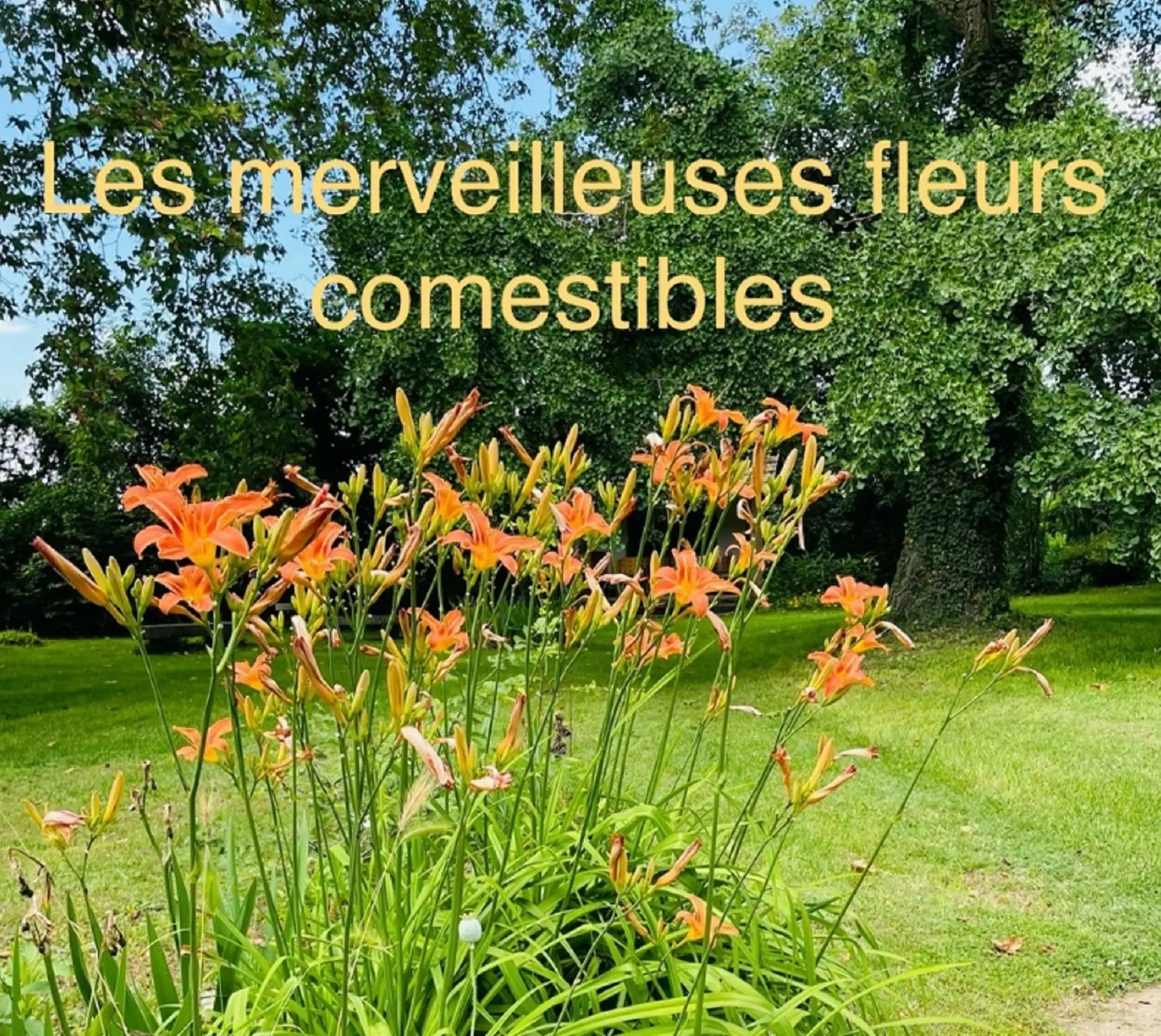 Fleurs comestibles domaine de l'Hortulus