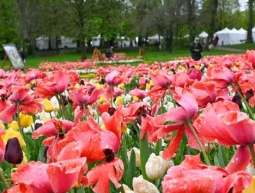 Fête des Tulipes_Saint-Denis