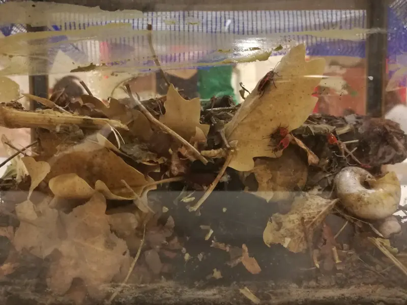 Petites bêtes sous les feuilles - Muséum d'Histoire Naturelle de Marseille (MHNM)