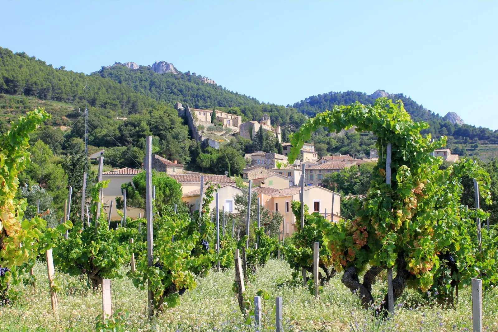 Coll. ADT - A. Hoquel