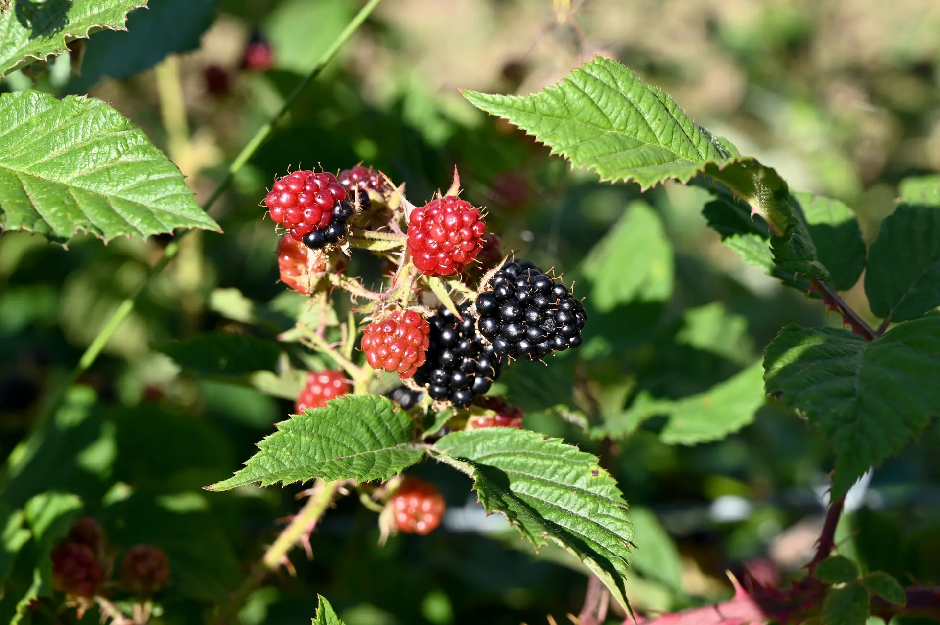 De délicieux fruits sur votre chemin