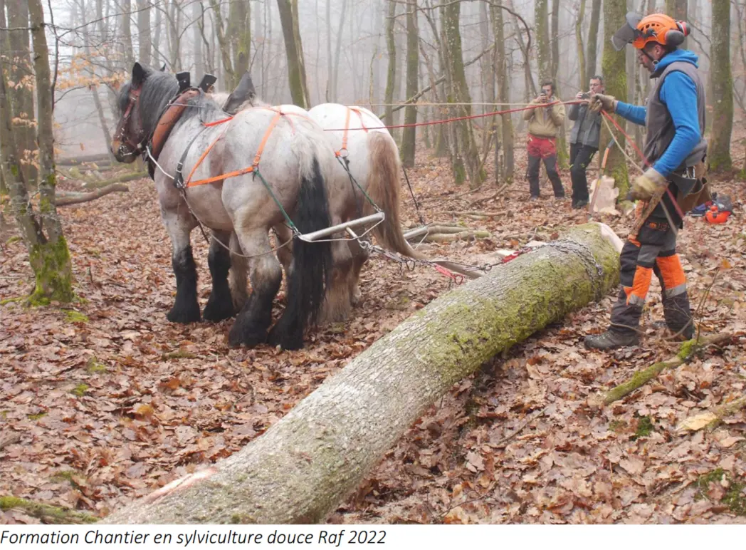 Deux chevaux tractant un tronc dans la forêt.