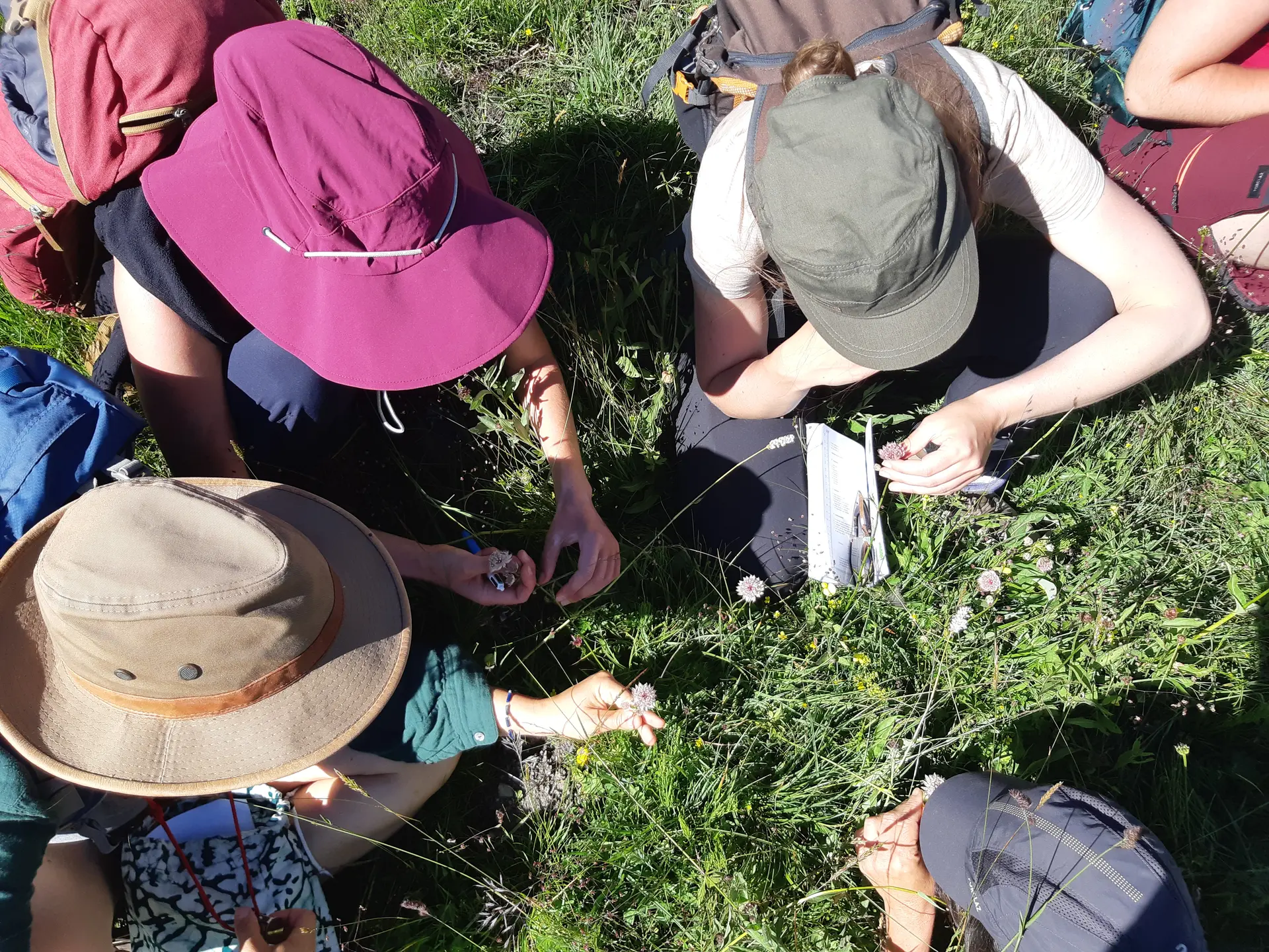 Observation de plantes à fleur