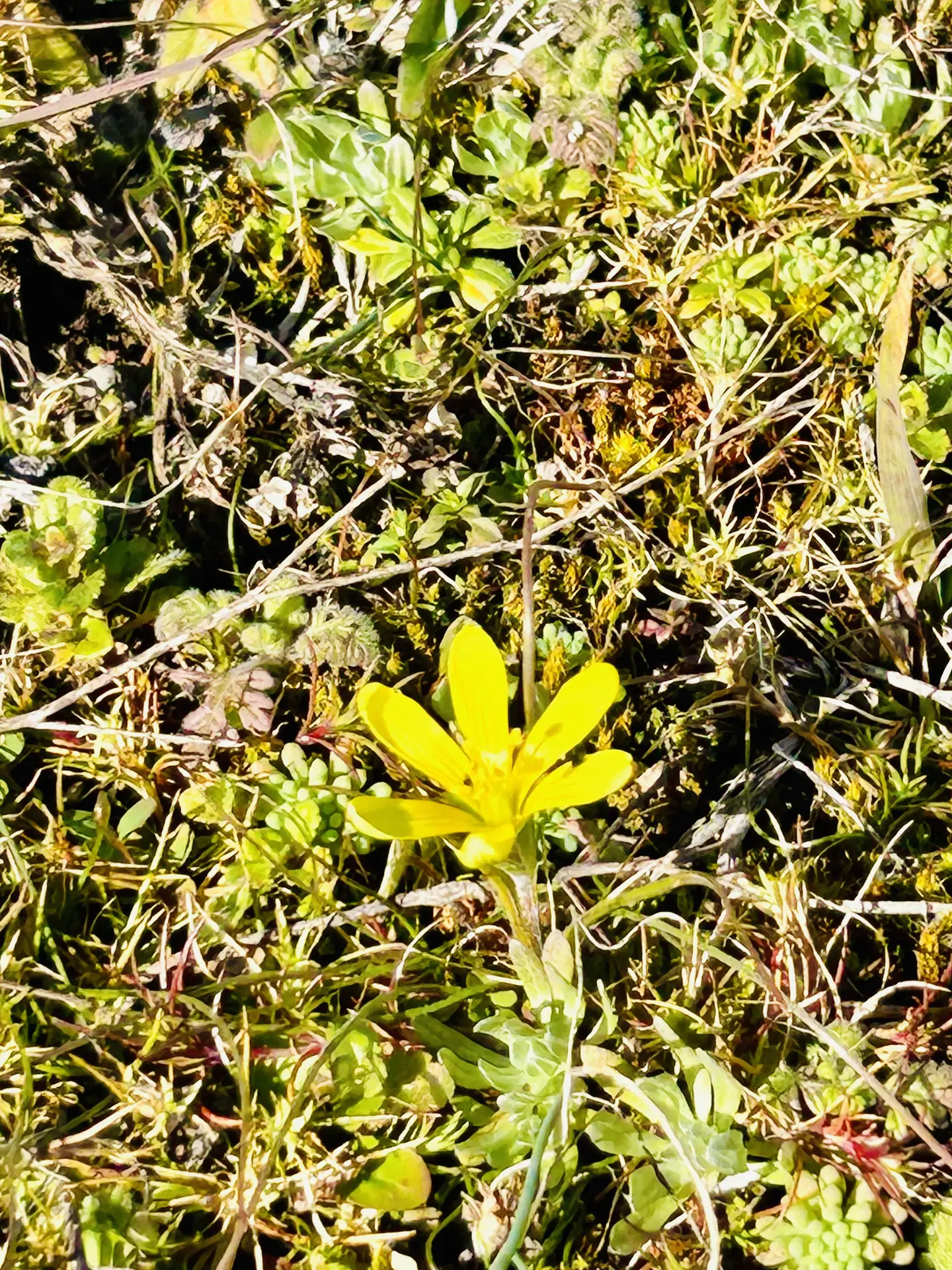 Gagée de Bohème  sur pelouse sèche