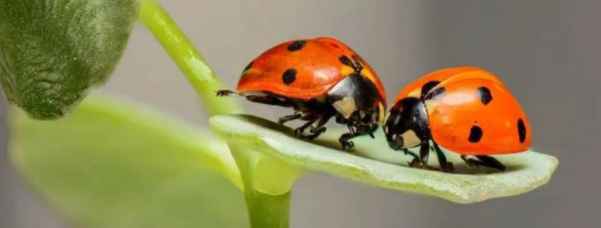 Animation enfant 4-7 ans au marais de Lavours - Une vie de coccinelle_Ceyzérieu
