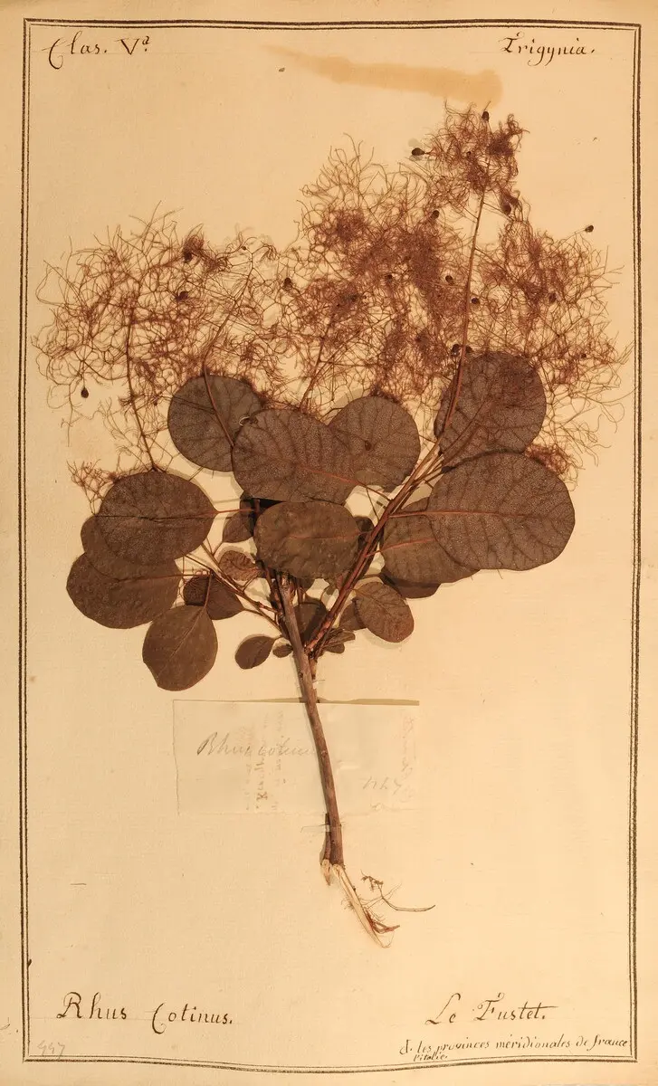 Herbiers scientifiques_Avignon