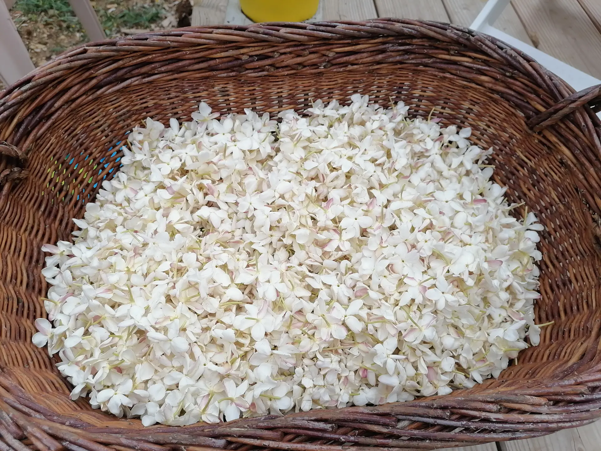 cueillette de jasmin à Tourrettes