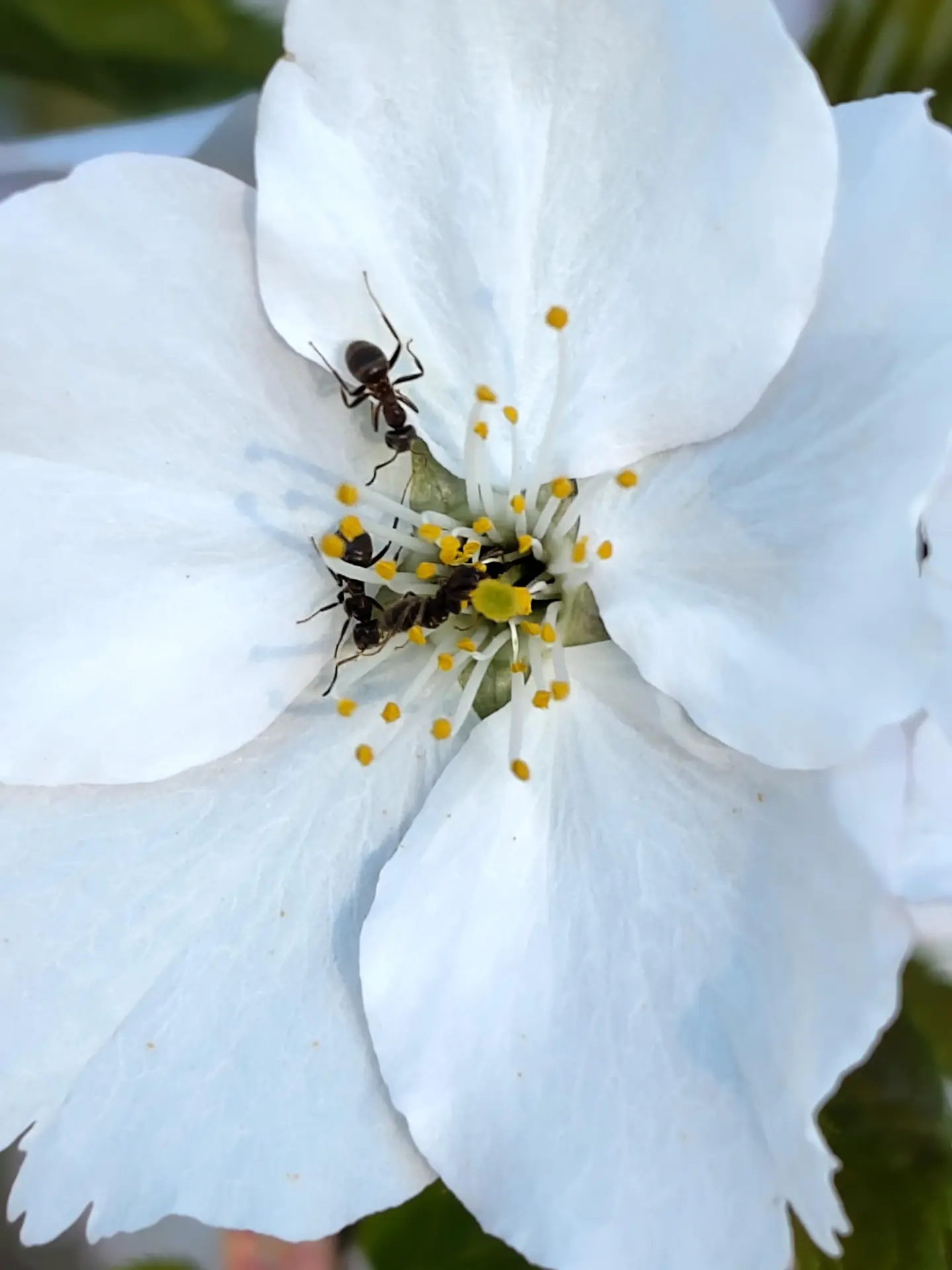 Des fourmis butinant les fleurs d'un cerisier du Japon du parc du Centre d'Ailleurs
