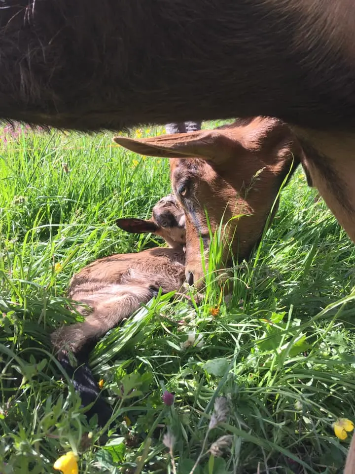 Chèvre et son chevreau