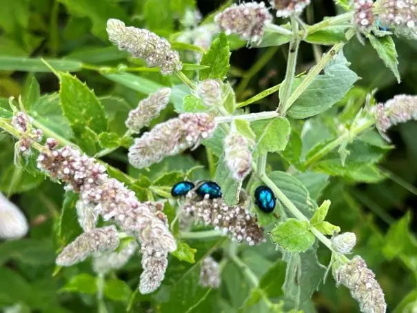 Insecte et fleurs