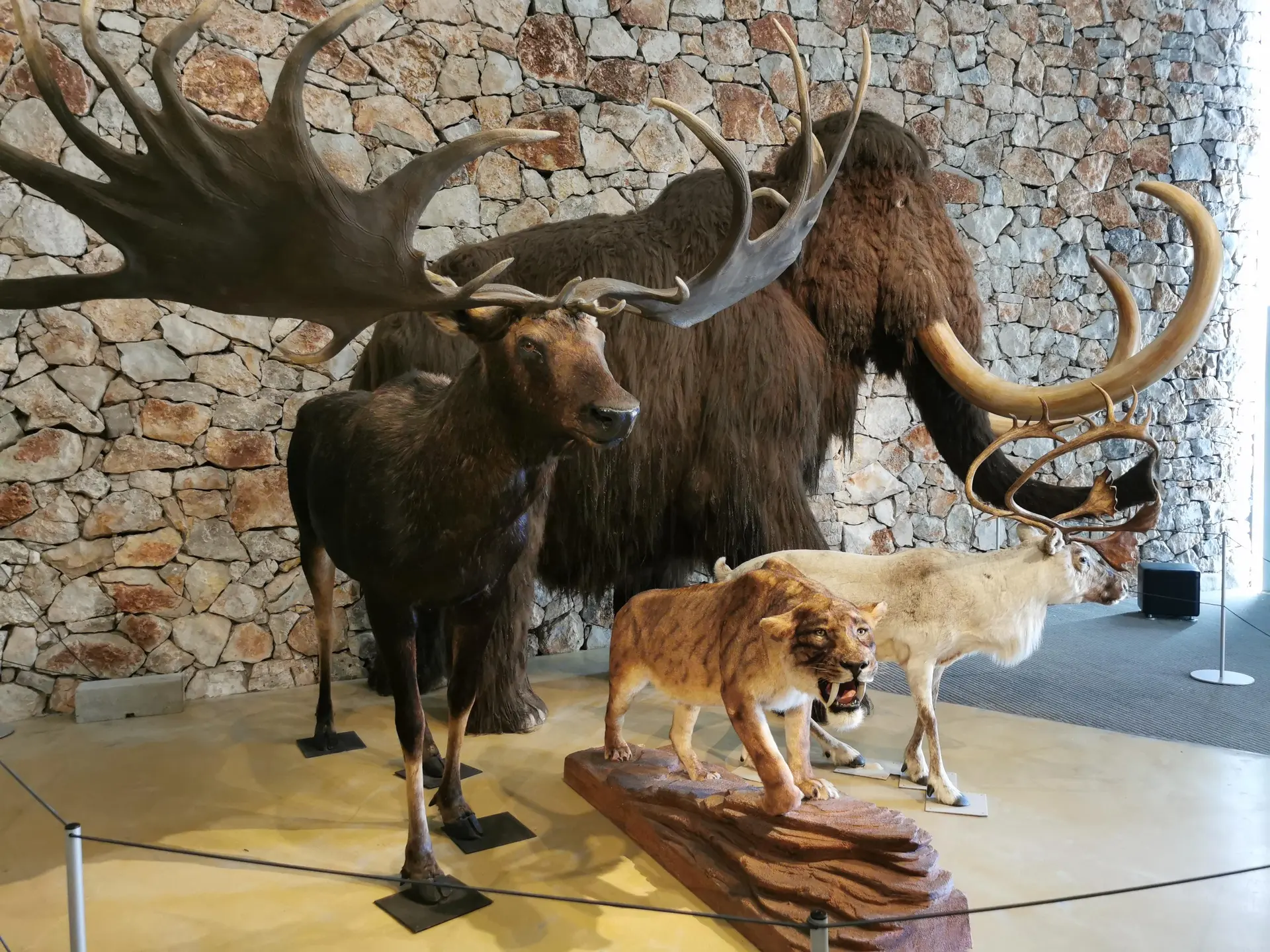 Troupeau Musée de Préhistoire
