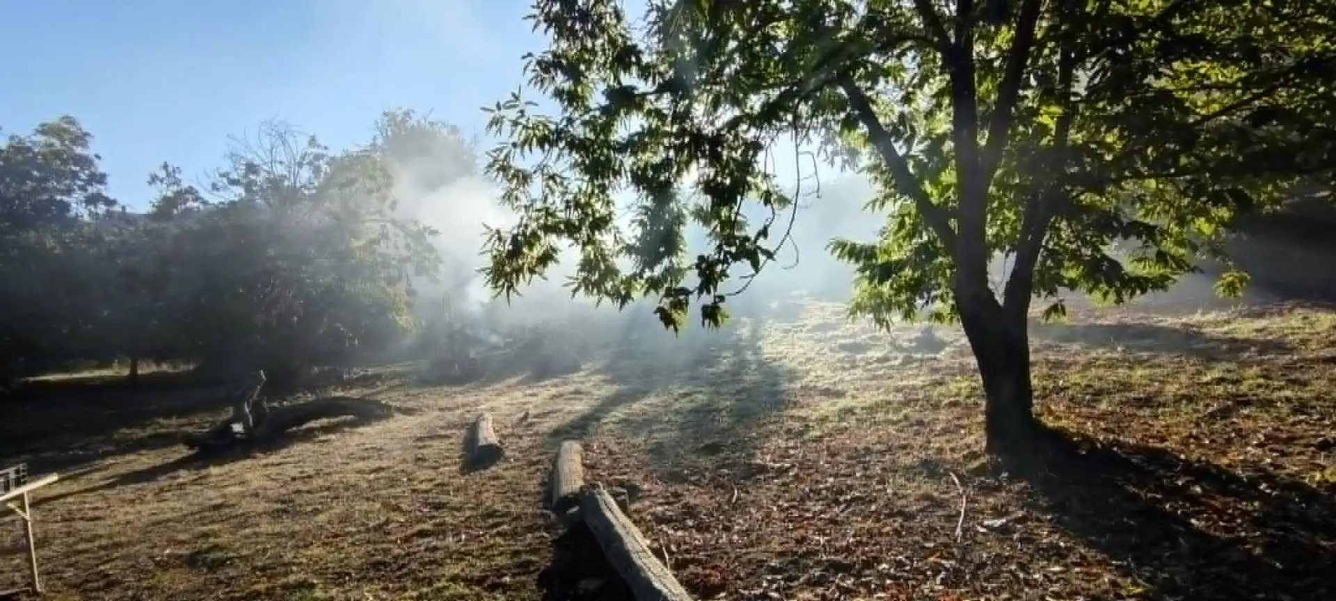 Châtaigneraie Godissard à Collobrières