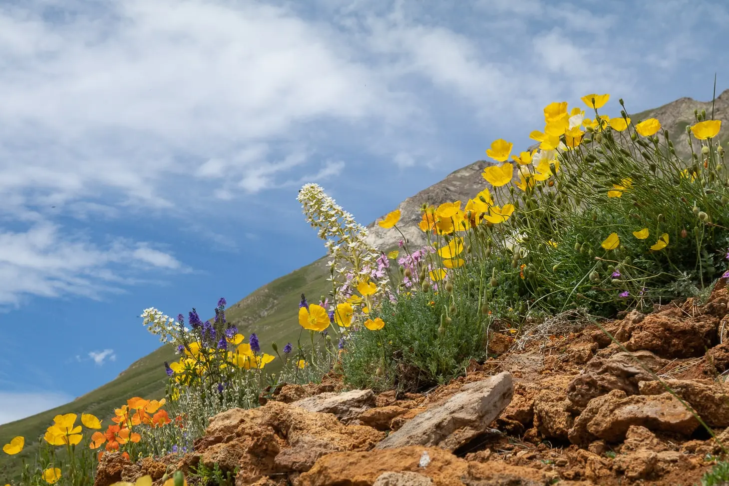 Du vent dans les pétales des fleurs au Jardin du Lautaret