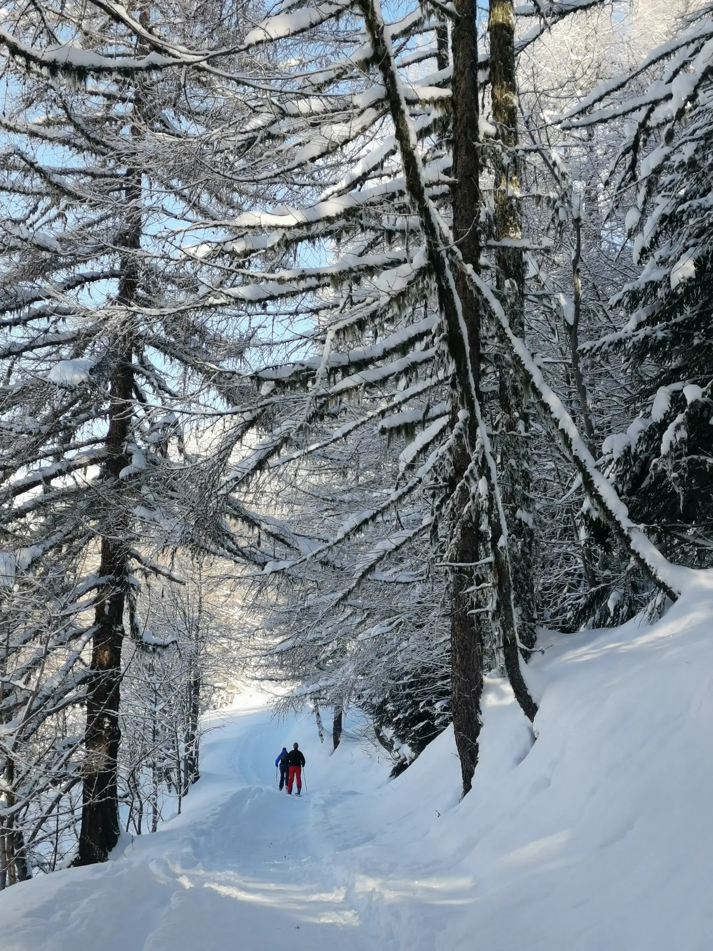 Randonnée en raquettes dans la forêt