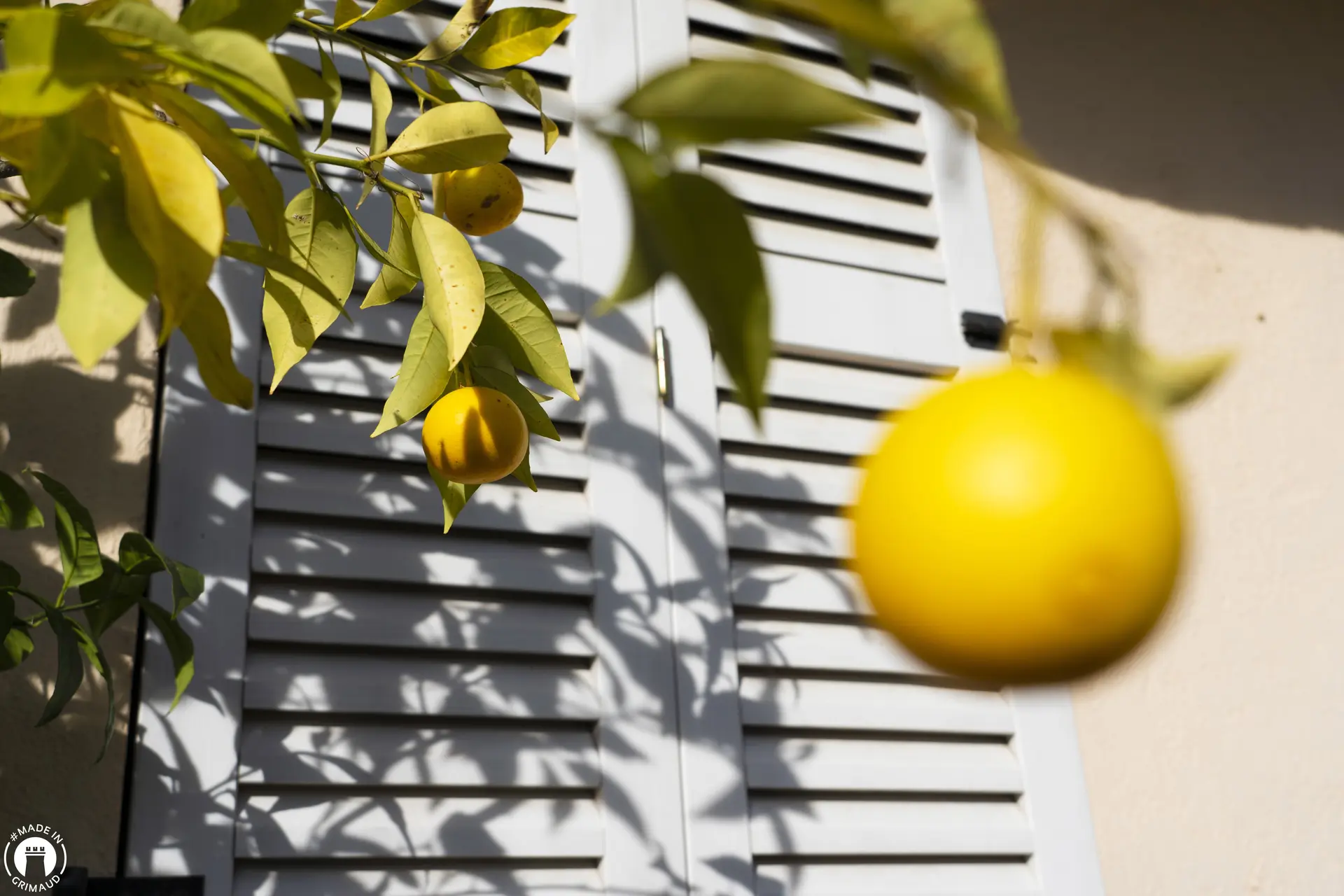 Agrumes dans Grimaud