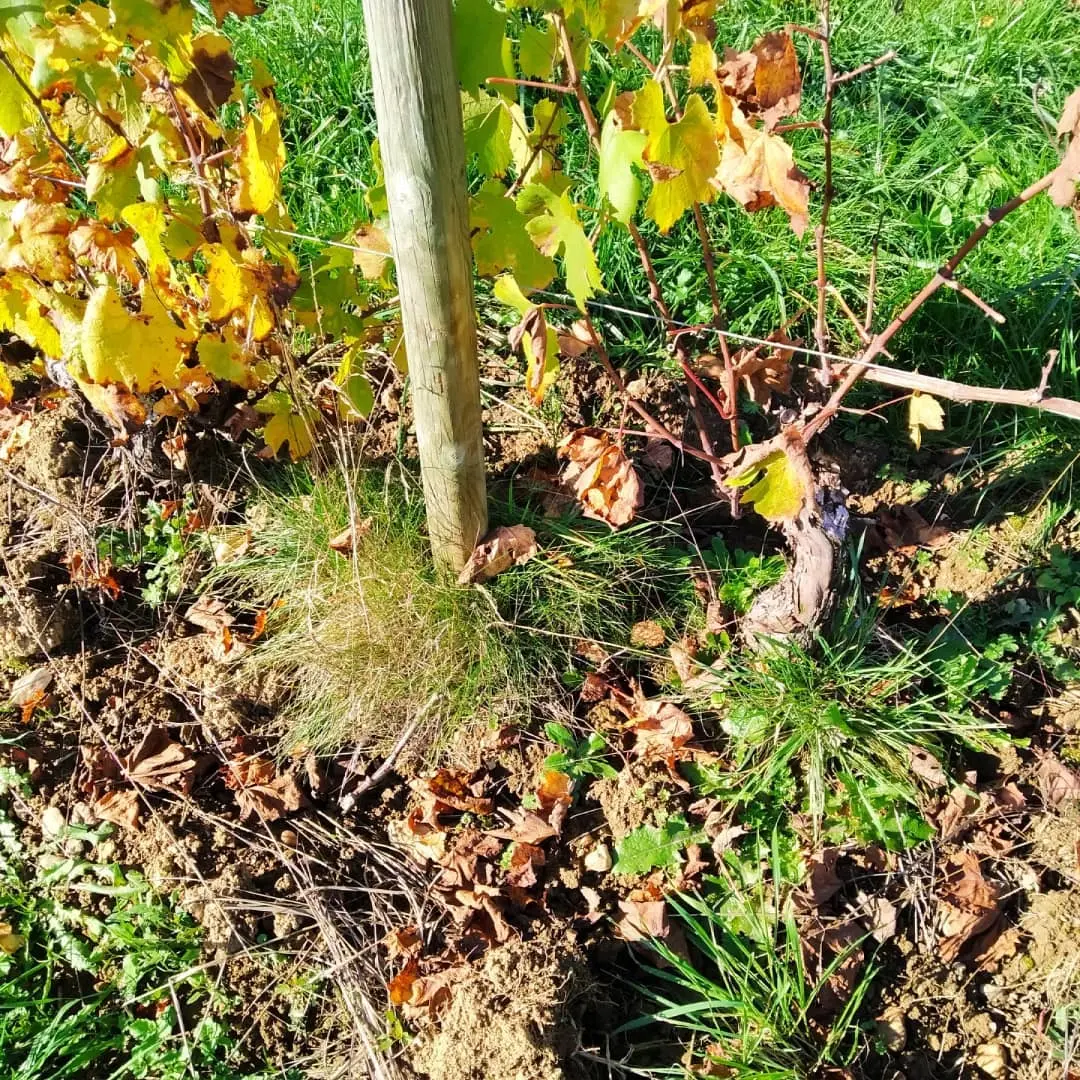 Le vignoble