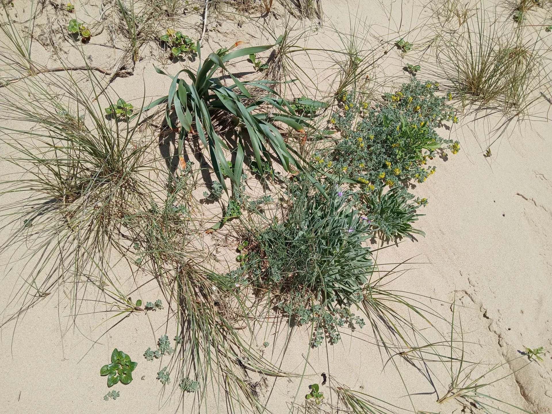 photographie d'une dune de sable avec sa végétation