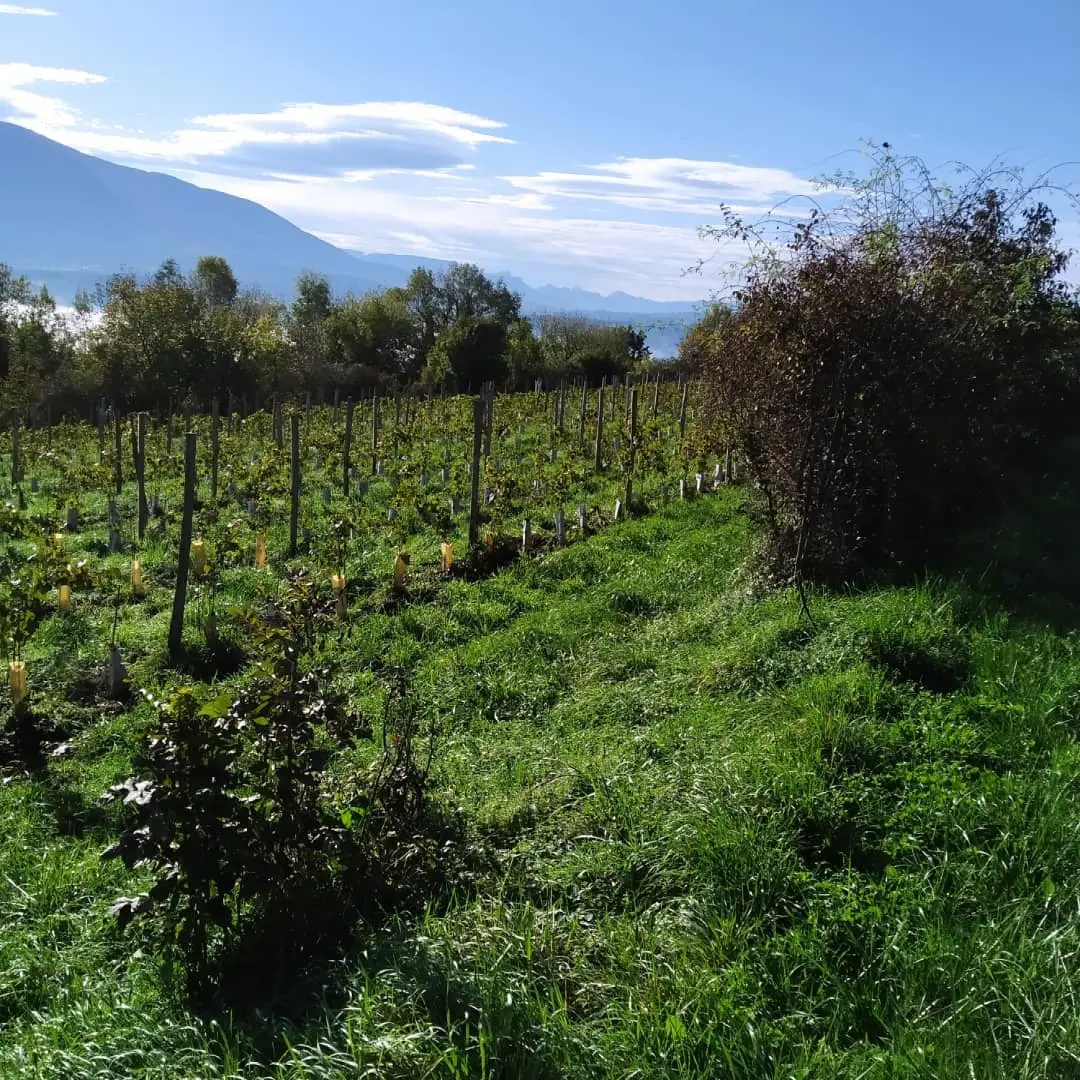 Le vignoble