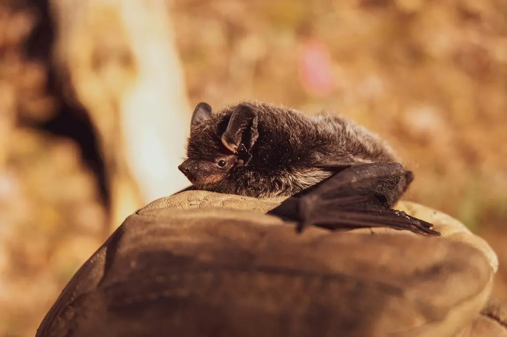 Rendez-vous nature : Le monde merveilleux des chauves-souris_Avignon