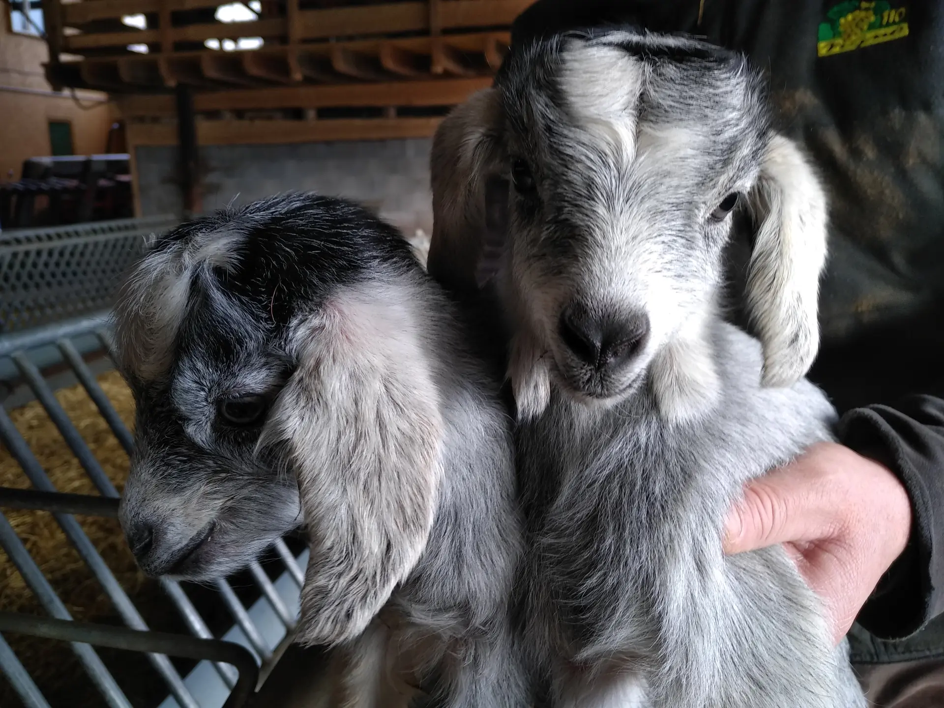 Visite de la bergerie Au rythme du troupeau aux Plans d'Hotonnes_Haut Valromey