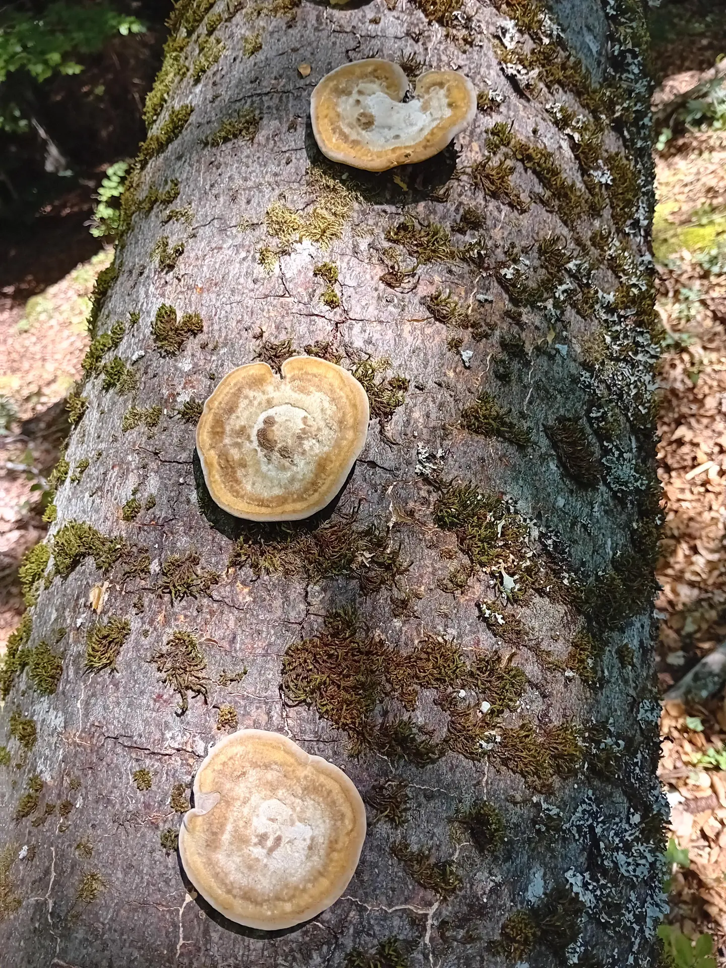 Tronc colonisé par les champignons