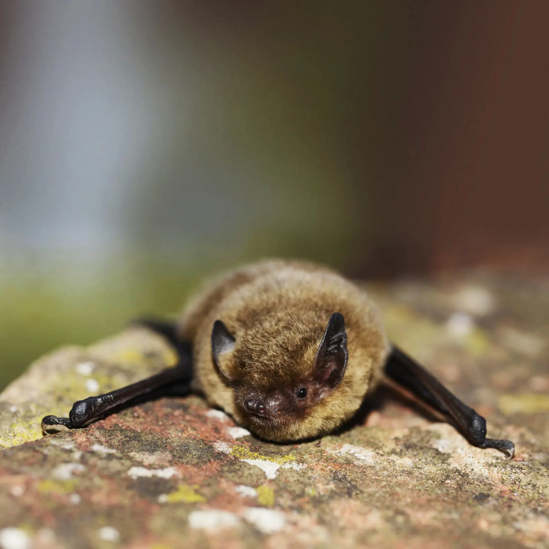 Pipistrelle commune - Pipistrellus pipistrellus