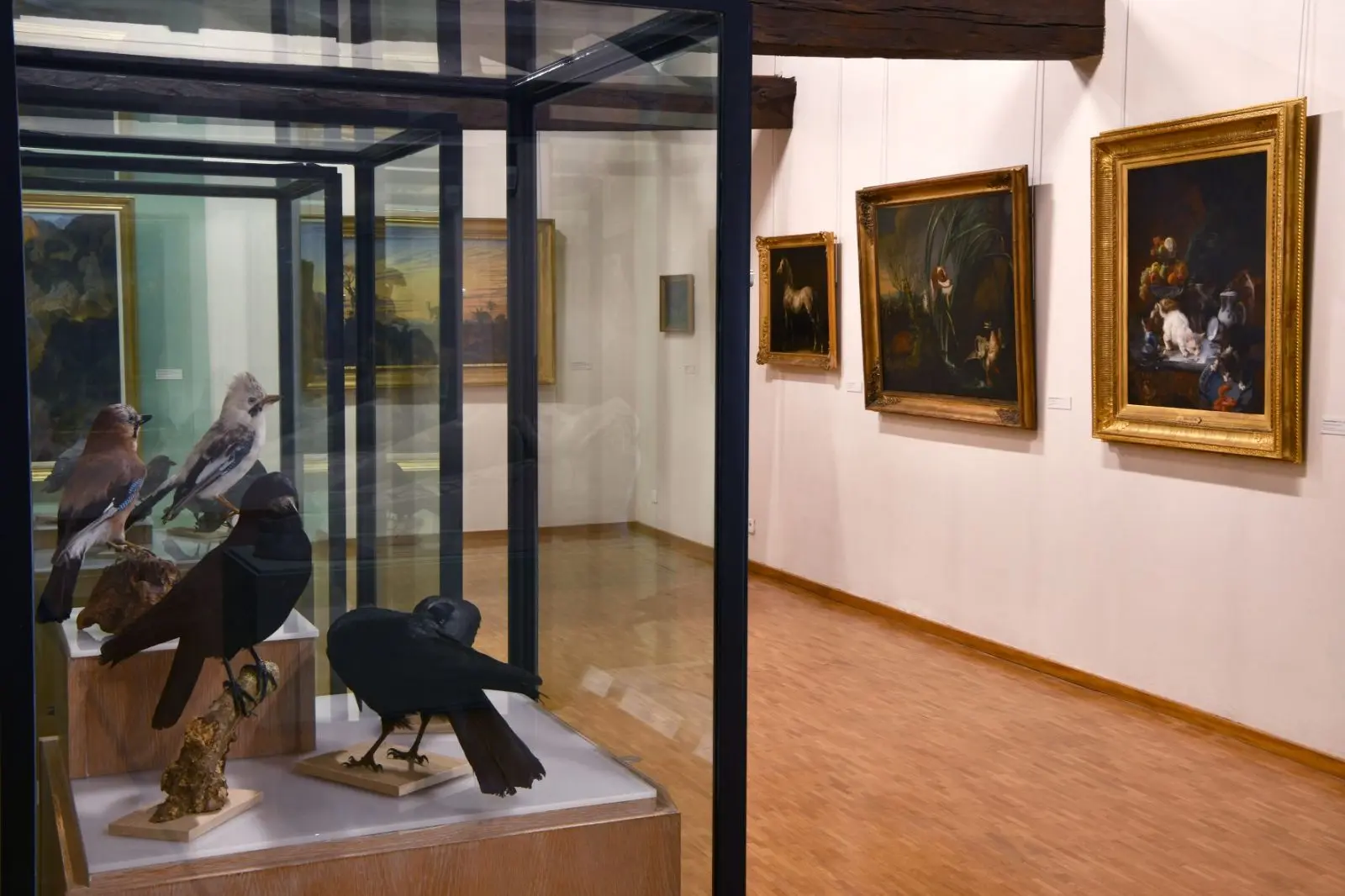 Vous avez dit corbeau ?