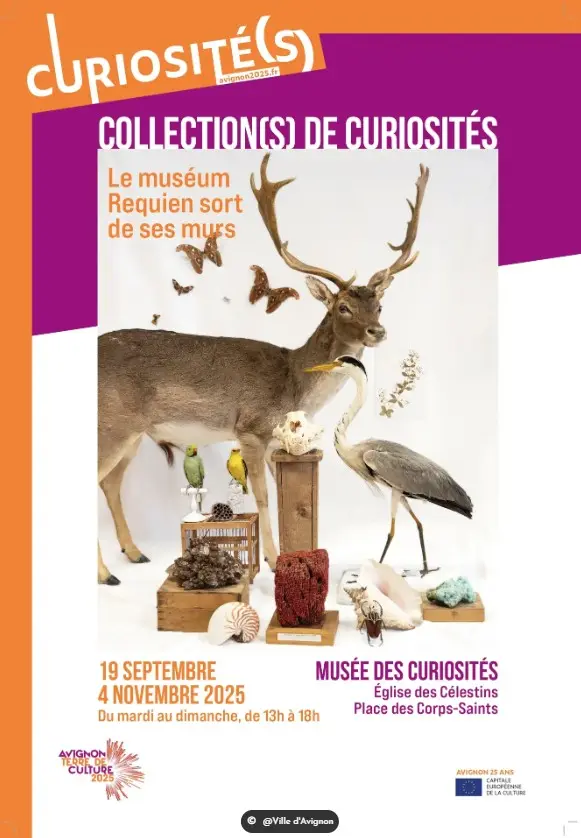 Collection(s) de curiosités – le muséum Requien sort de ses murs