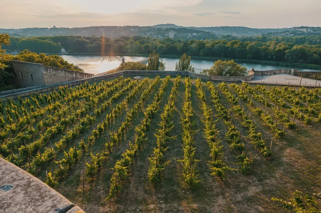 Clos de la Vigne du Palas des Papes