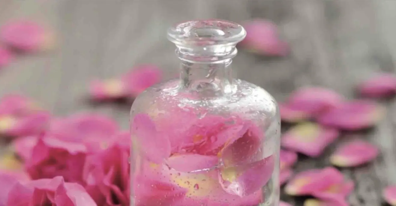 La Rose Centifolia (Rose de Mai) par SECRETS de ROSES