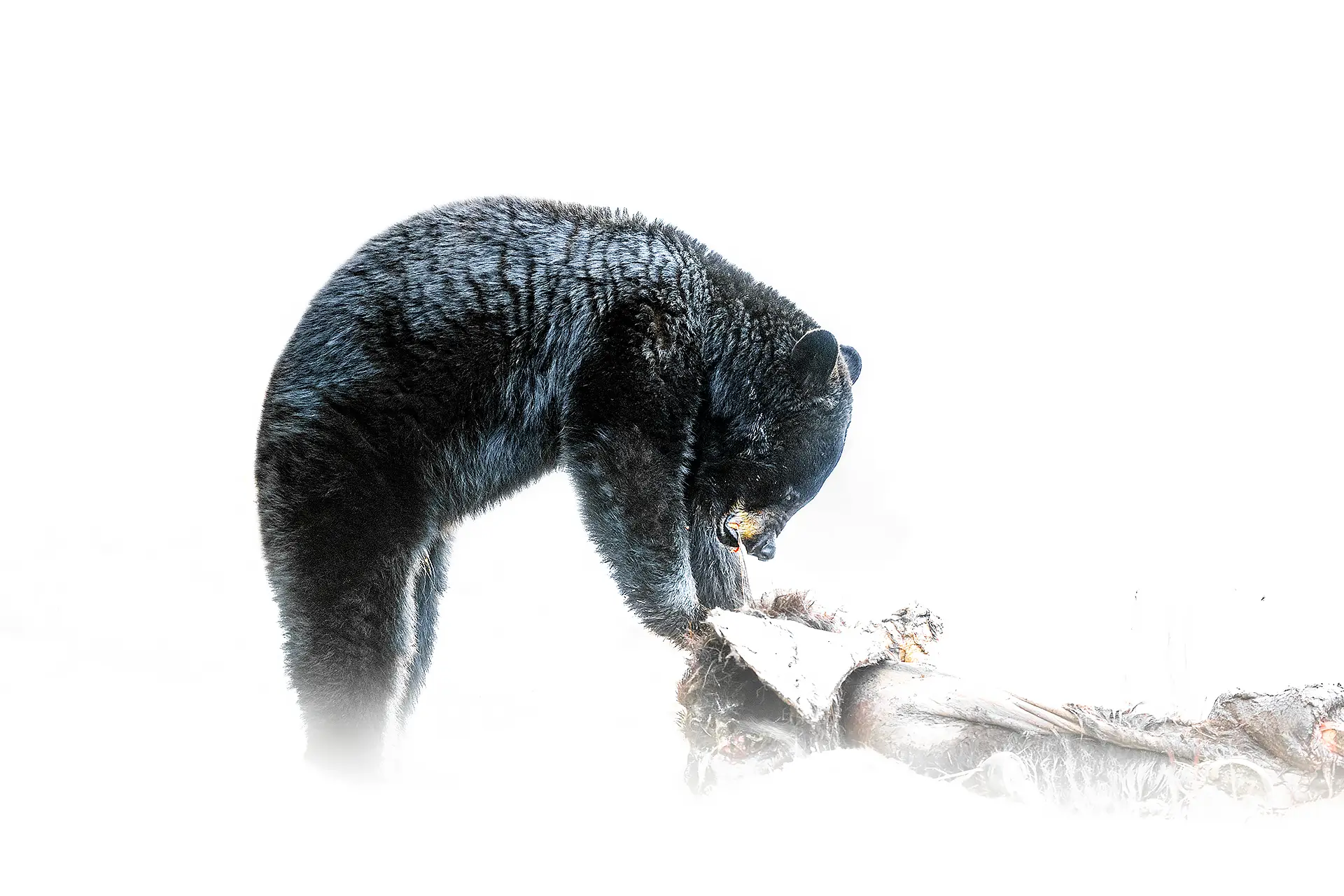 Le silence des sauvages