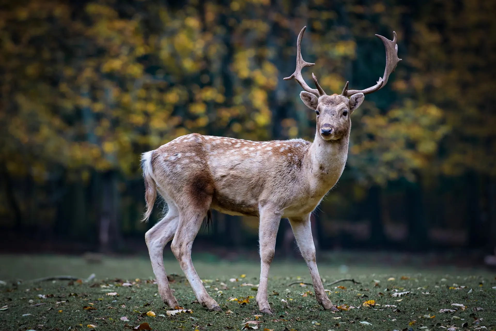 Photo génbérique d'un cerf
