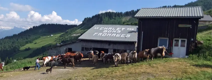 Goûter à la ferme