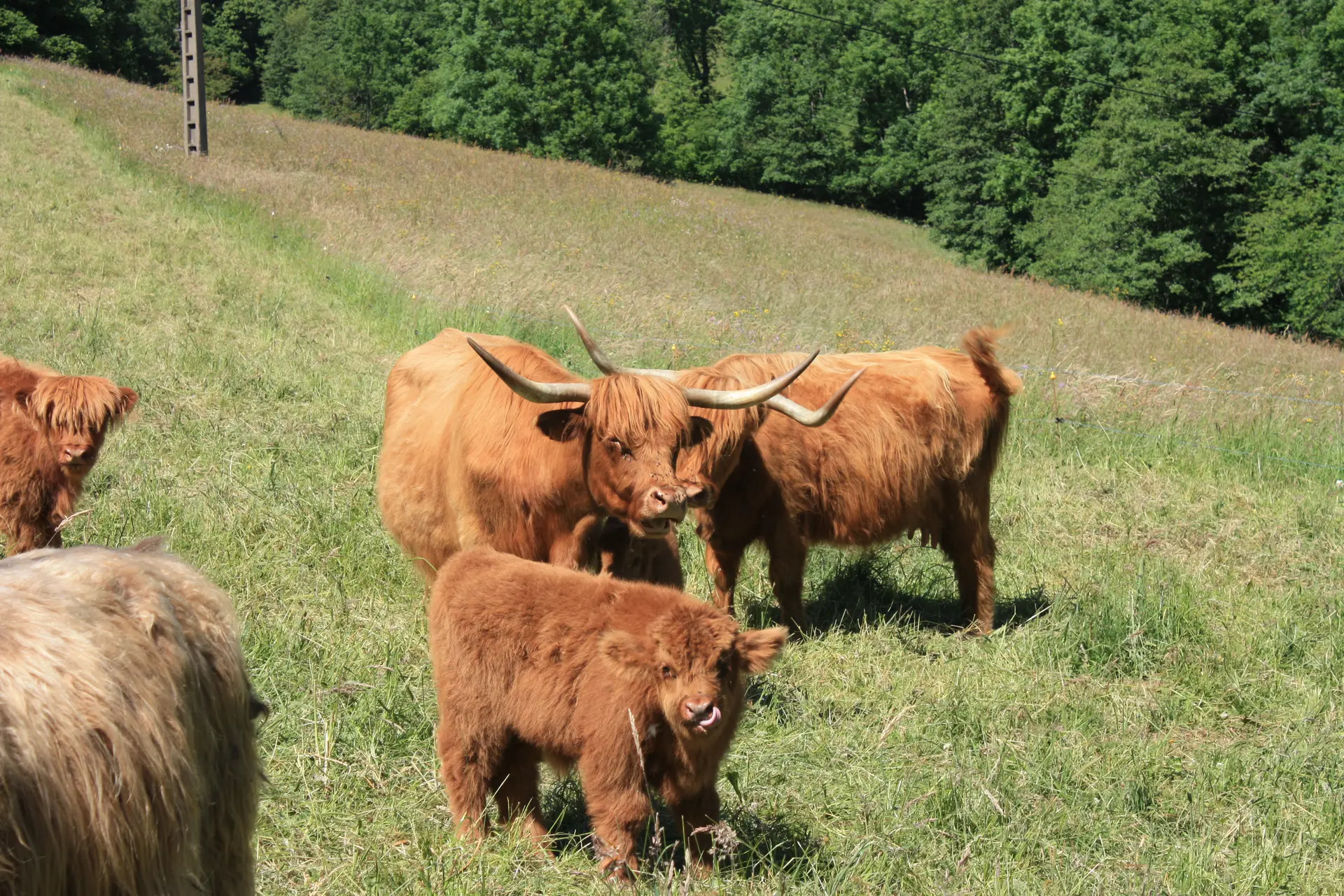 vaches highland