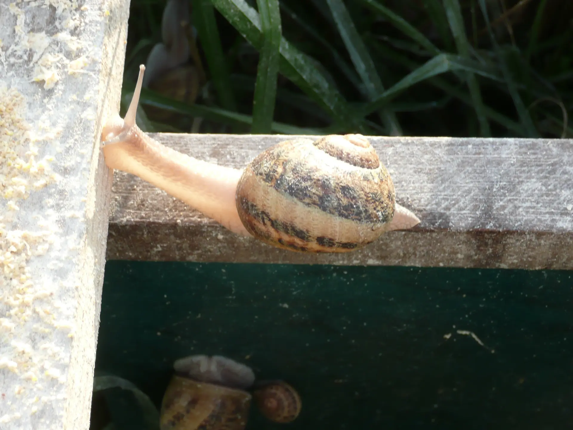 escargot sorti de sa coquille