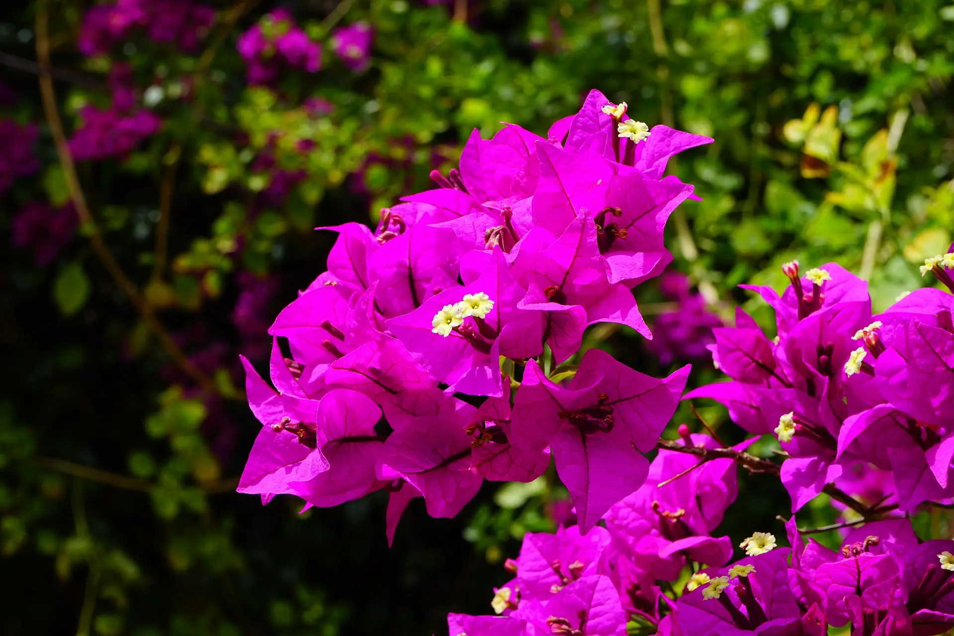 Bougainvillier