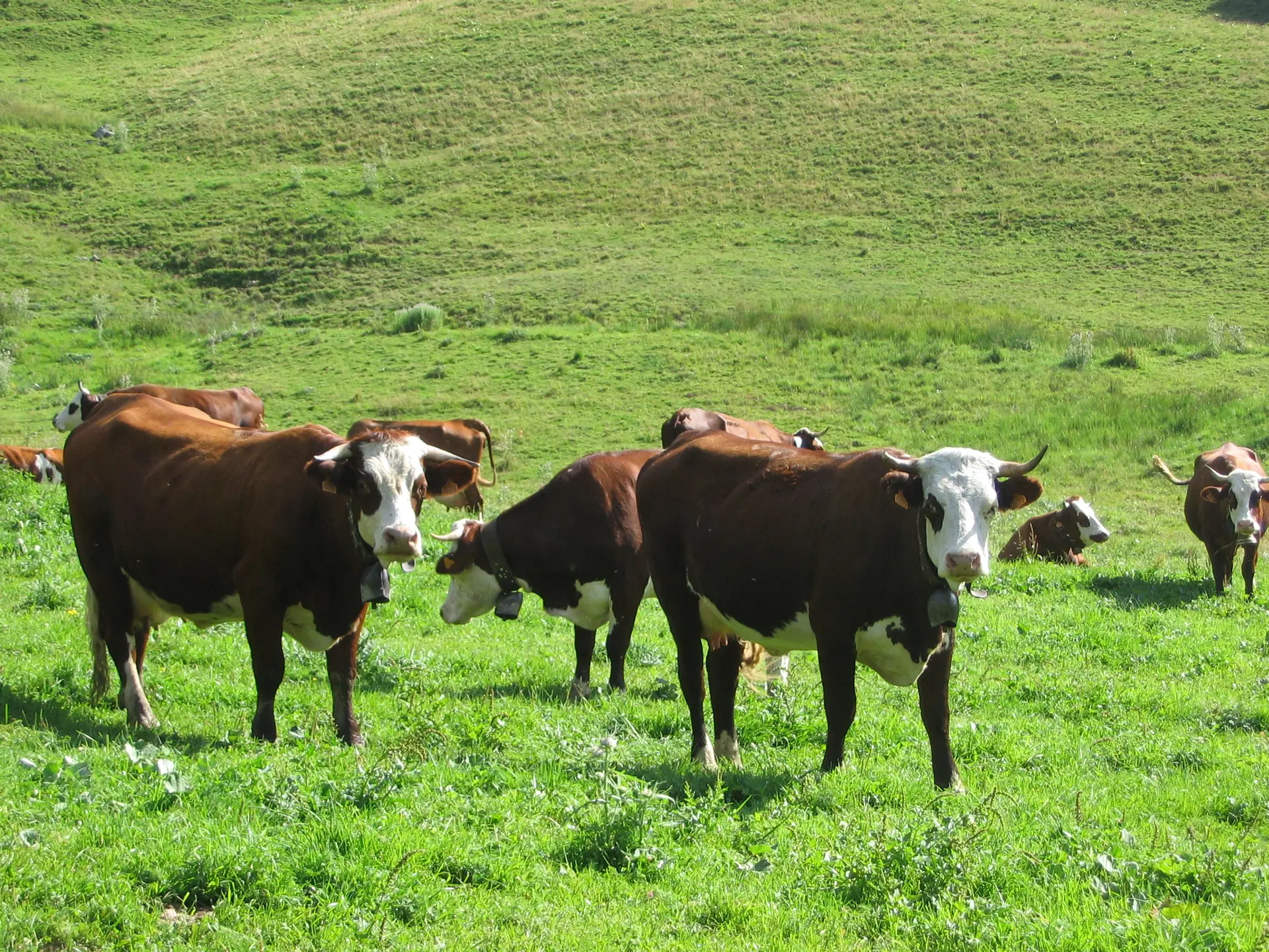 L’alpage en harmonie