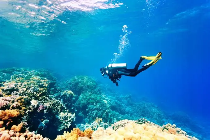 Plongée / Diving