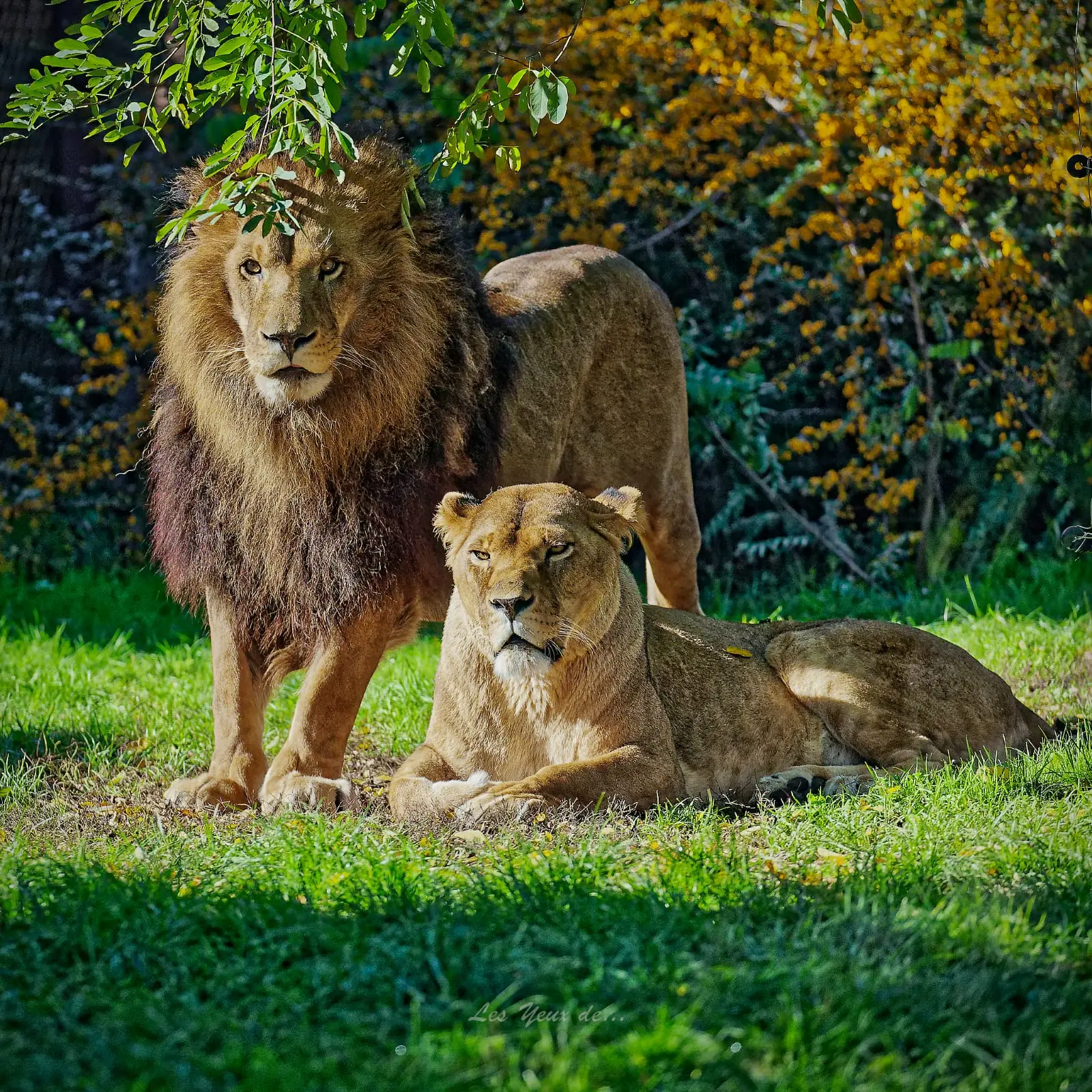 Couple de lions