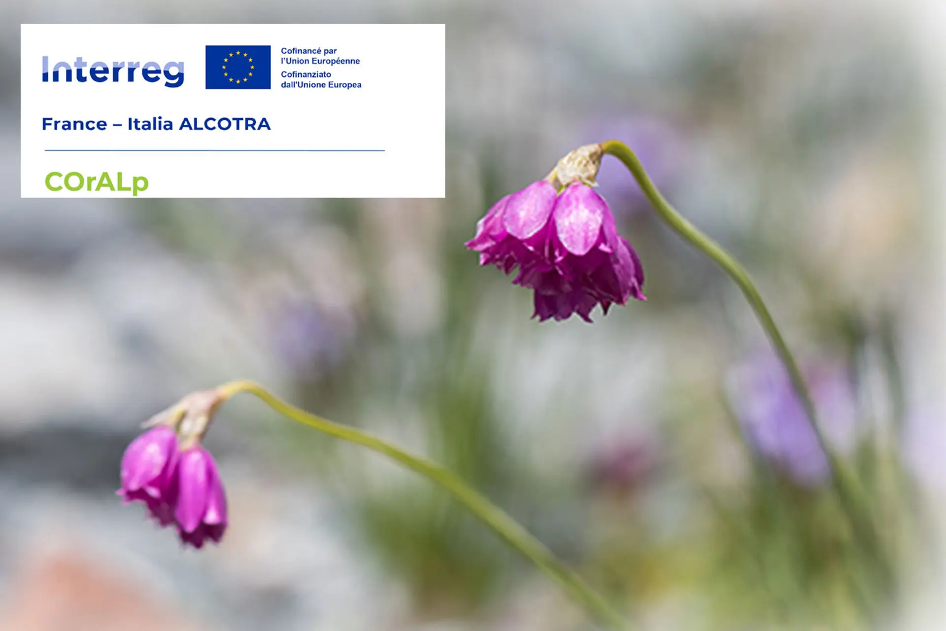 conservation et valorisation de la flore des Alpes latines