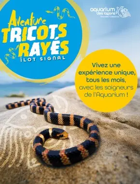 Aventure tricots rayés.