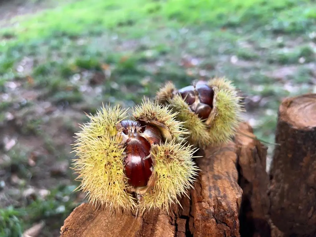 Châtaignes de Collobrières