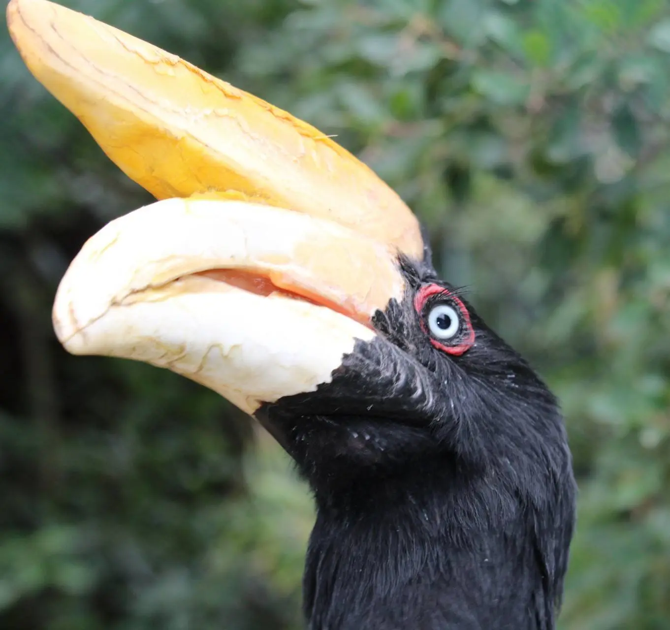 Visite guidée du jardin zoologique tropical à la Londe les Maures