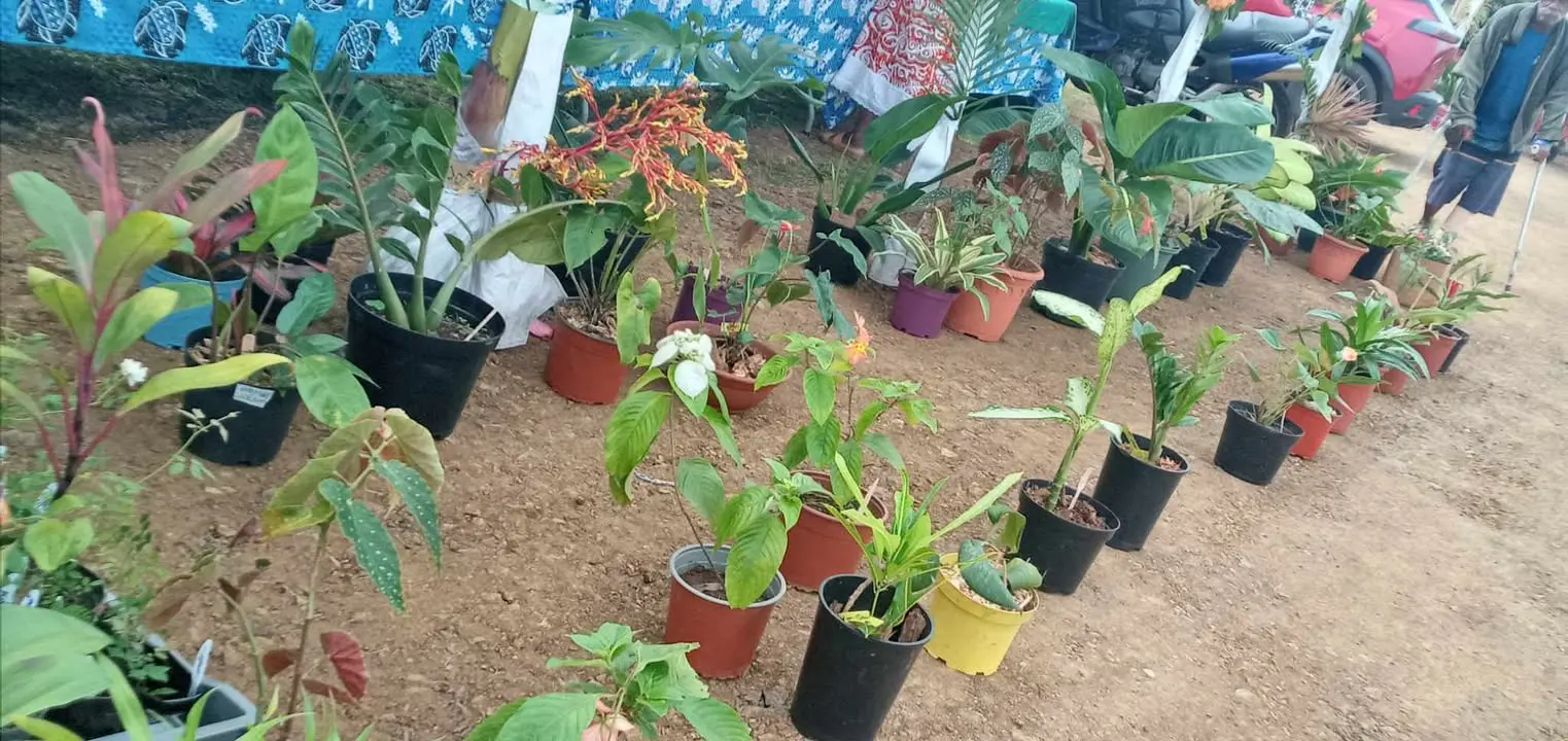 Plantes, Marché