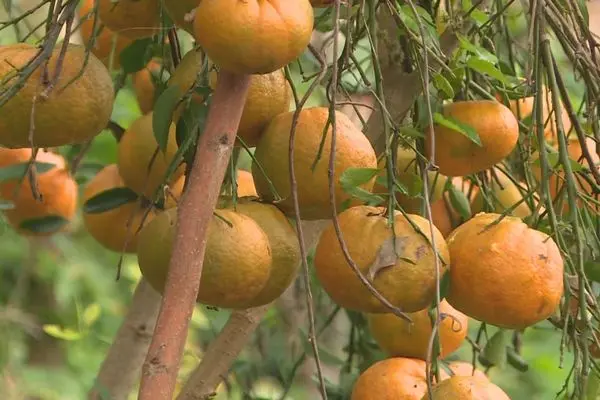 Mandarine