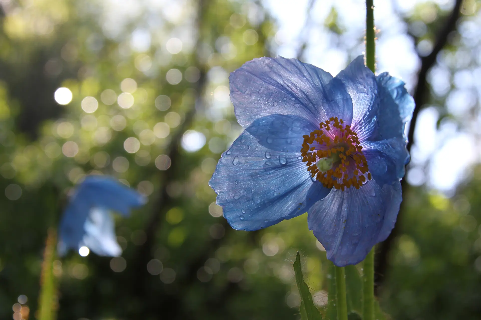 Pavot bleu de l'himalaya
