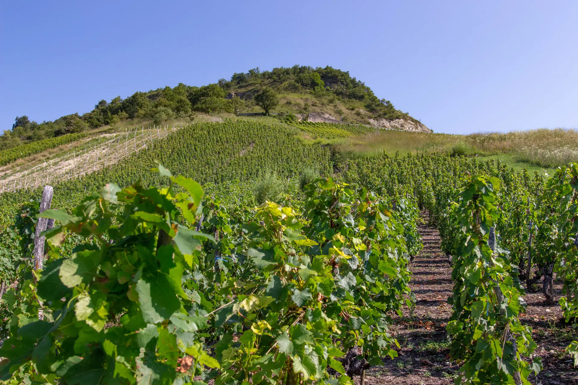 vignes dans le Bugey en été
